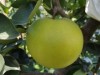 ‘초록배’ 그린시스(국산긴품종) 보급