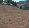 양봉농가 소득증대 위한 밀원수림 조성 완료